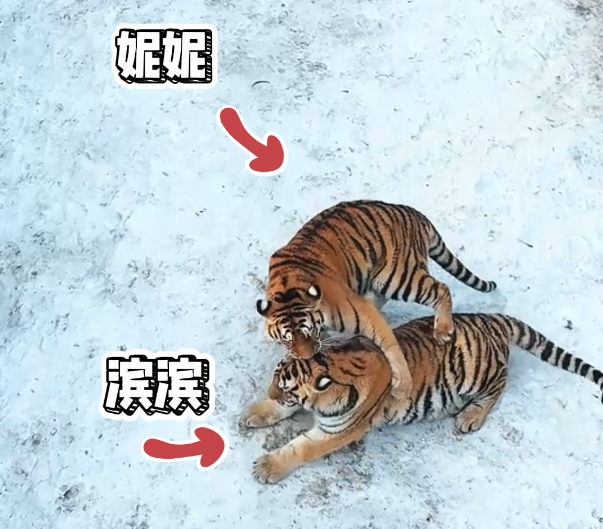 北京协和医院黄牛代挂号电话票贩子号贩子网上预约挂号,住院检查加快,尔滨,有惊喜丨你能分清“两只老虎”谁是“滨滨”,谁是“妮妮”吗?