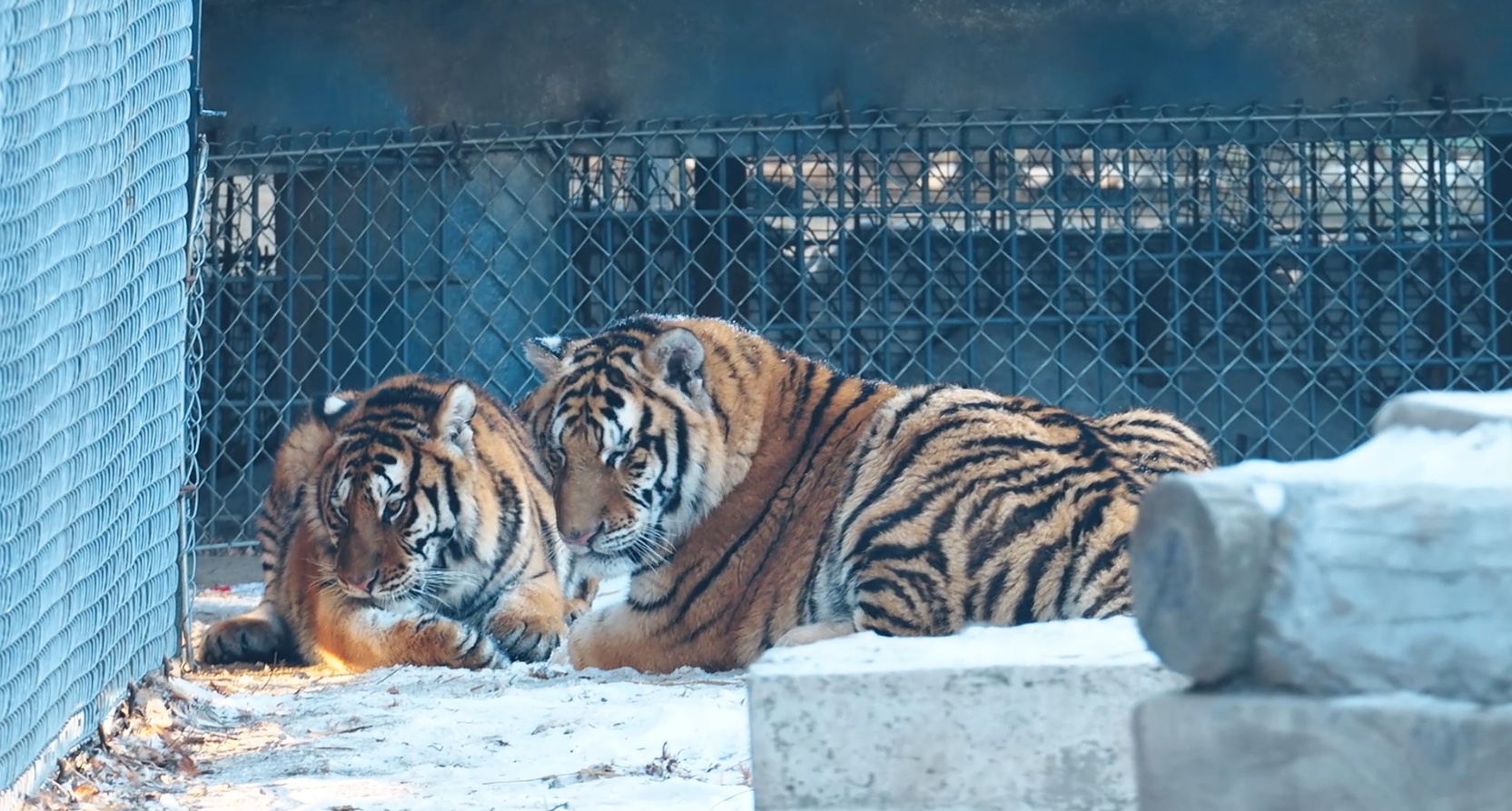 
北京协和医院黄牛代挂号电话票贩子号贩子网上预约挂号,住院检查加快,尔滨，有惊喜丨你能分清“两只老虎”谁是“滨滨”，谁是“妮妮”吗？