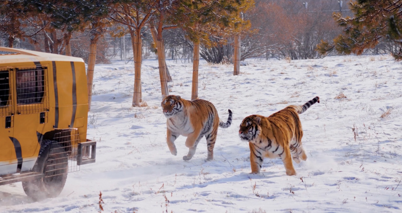 
北京协和医院黄牛代挂号电话票贩子号贩子网上预约挂号,住院检查加快,尔滨，有惊喜丨你能分清“两只老虎”谁是“滨滨”，谁是“妮妮”吗？