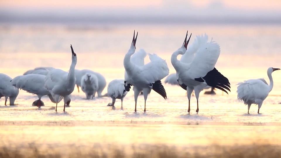
江苏省人民医院黄牛代挂号电话票贩子号贩子网上预约挂号,住院检查加快,时政微视频丨瞰吉林