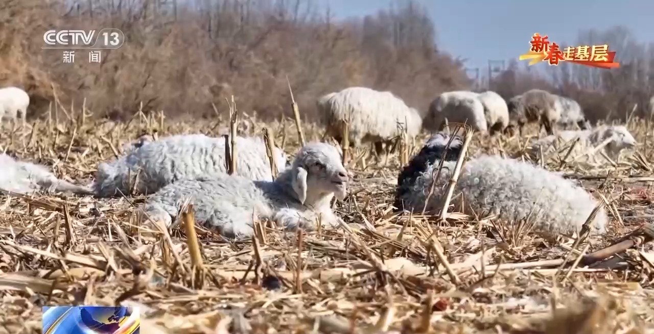 
长春吉大一院黄牛代挂号电话票贩子号贩子网上预约挂号,住院检查加快,新春走基层丨养羊结缘新邻居 这个社区的氛围为啥这么好？