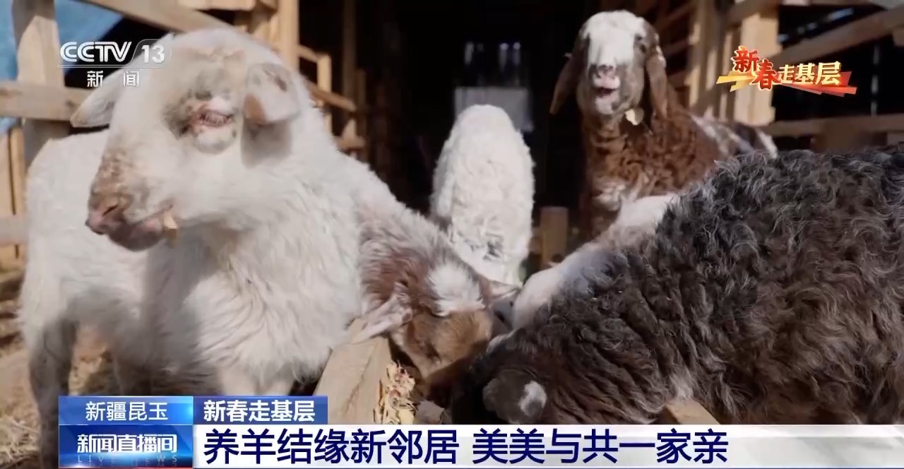 
长春吉大一院黄牛代挂号电话票贩子号贩子网上预约挂号,住院检查加快,新春走基层丨养羊结缘新邻居 这个社区的氛围为啥这么好？