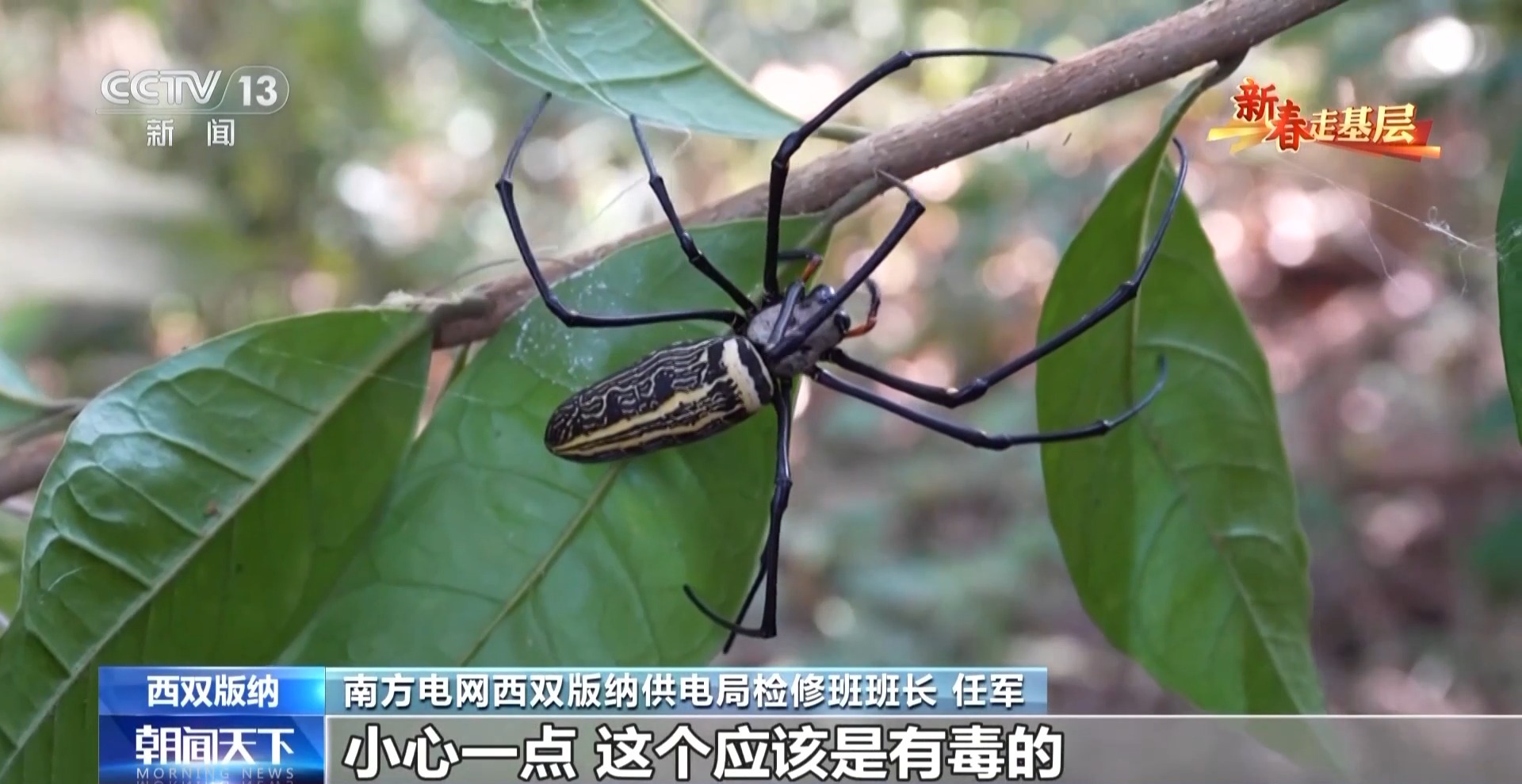 
北京大学第六医院黄牛代挂号电话票贩子号贩子网上预约挂号,住院检查加快,新春走基层丨他们是守护万家灯火的雨林“蜘蛛人”