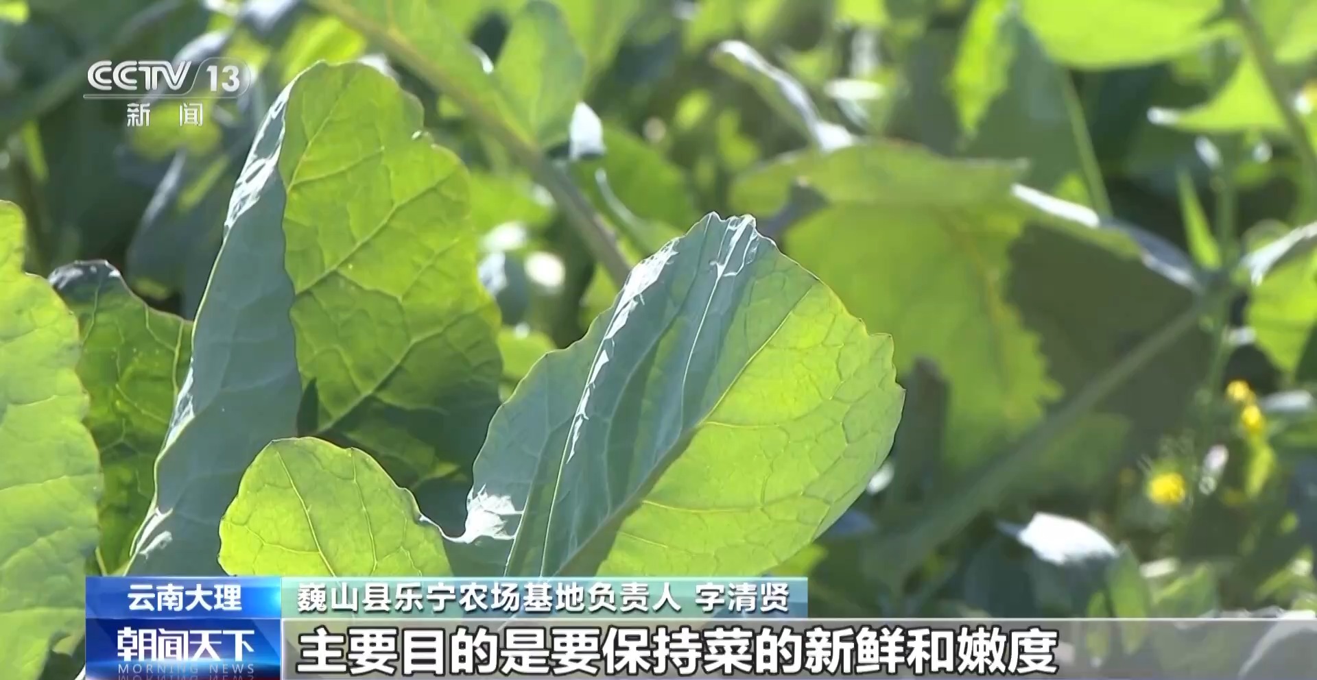 
中国中医科学院广安门医院黄牛代挂号电话票贩子号贩子网上预约挂号,住院检查加快,“舌尖上的春天”你尝到了吗？一起看春菜抢“鲜”之旅