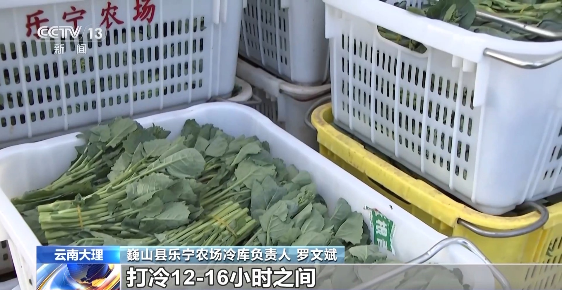 
中国中医科学院广安门医院黄牛代挂号电话票贩子号贩子网上预约挂号,住院检查加快,“舌尖上的春天”你尝到了吗？一起看春菜抢“鲜”之旅