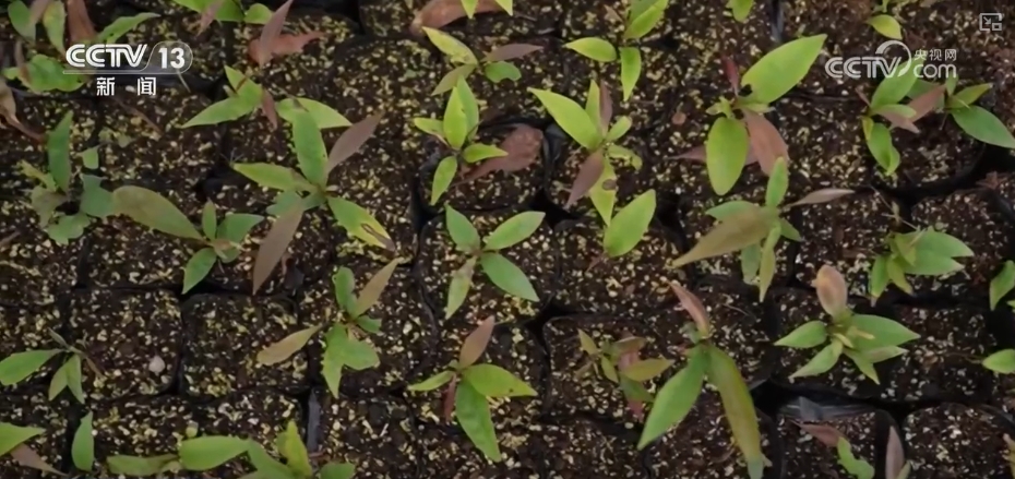 
广州中医药大学一附医院黄牛代挂号电话票贩子号贩子网上预约挂号,住院检查加快,1亿、1000万、10.17万亿……“数”说中国增绿两个“最”