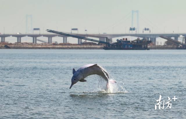 
广州中山三医院黄牛代挂号电话票贩子号贩子网上预约挂号,住院检查加快,新潮奔涌的春天，动能澎湃的南粤