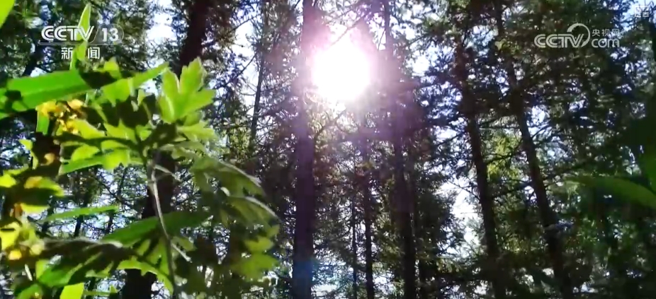 
广州中医药大学一附医院黄牛代挂号电话票贩子号贩子网上预约挂号,住院检查加快,1亿、1000万、10.17万亿……“数”说中国增绿两个“最”
