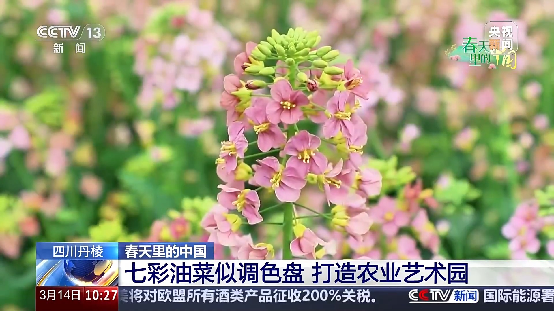 
空军特色医学中心黄牛代挂号电话票贩子号贩子网上预约挂号,住院检查加快,玉兰洁白 油菜多彩 一起来场说走就走的春游吧