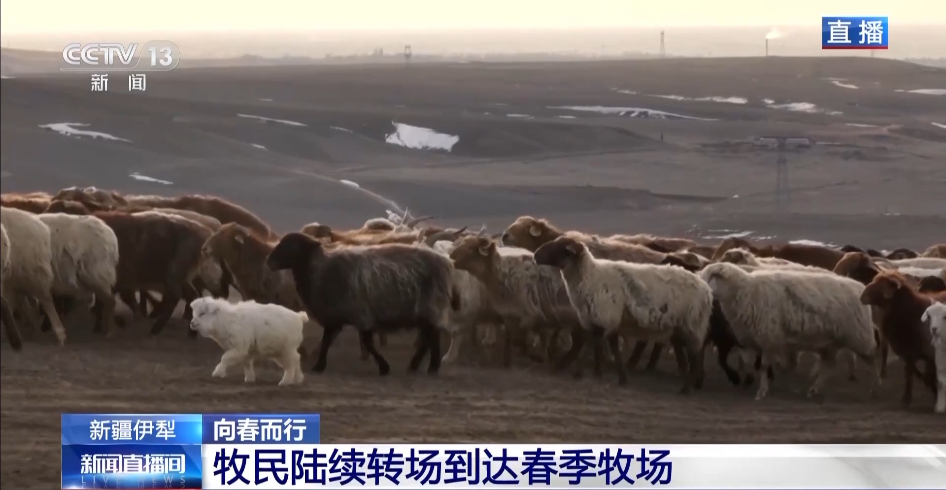 
广东省中医院黄牛代挂号电话票贩子号贩子网上预约挂号,住院检查加快,羊咩咩穿上了高科技“新衣”！来看新疆伊犁河谷牲畜春季转场
