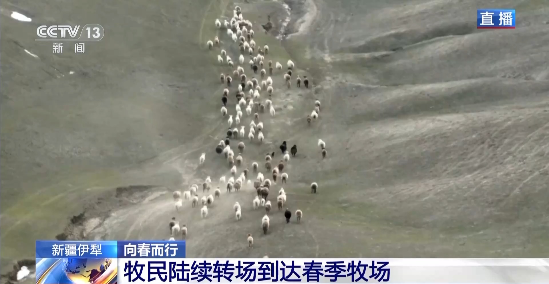 
广东省中医院黄牛代挂号电话票贩子号贩子网上预约挂号,住院检查加快,羊咩咩穿上了高科技“新衣”！来看新疆伊犁河谷牲畜春季转场