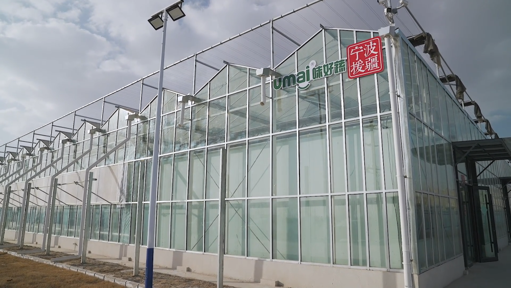 
上海中山医院黄牛代挂号电话票贩子号贩子网上预约挂号,住院检查加快,新疆库车：植物工厂让农民变身“科技农人”