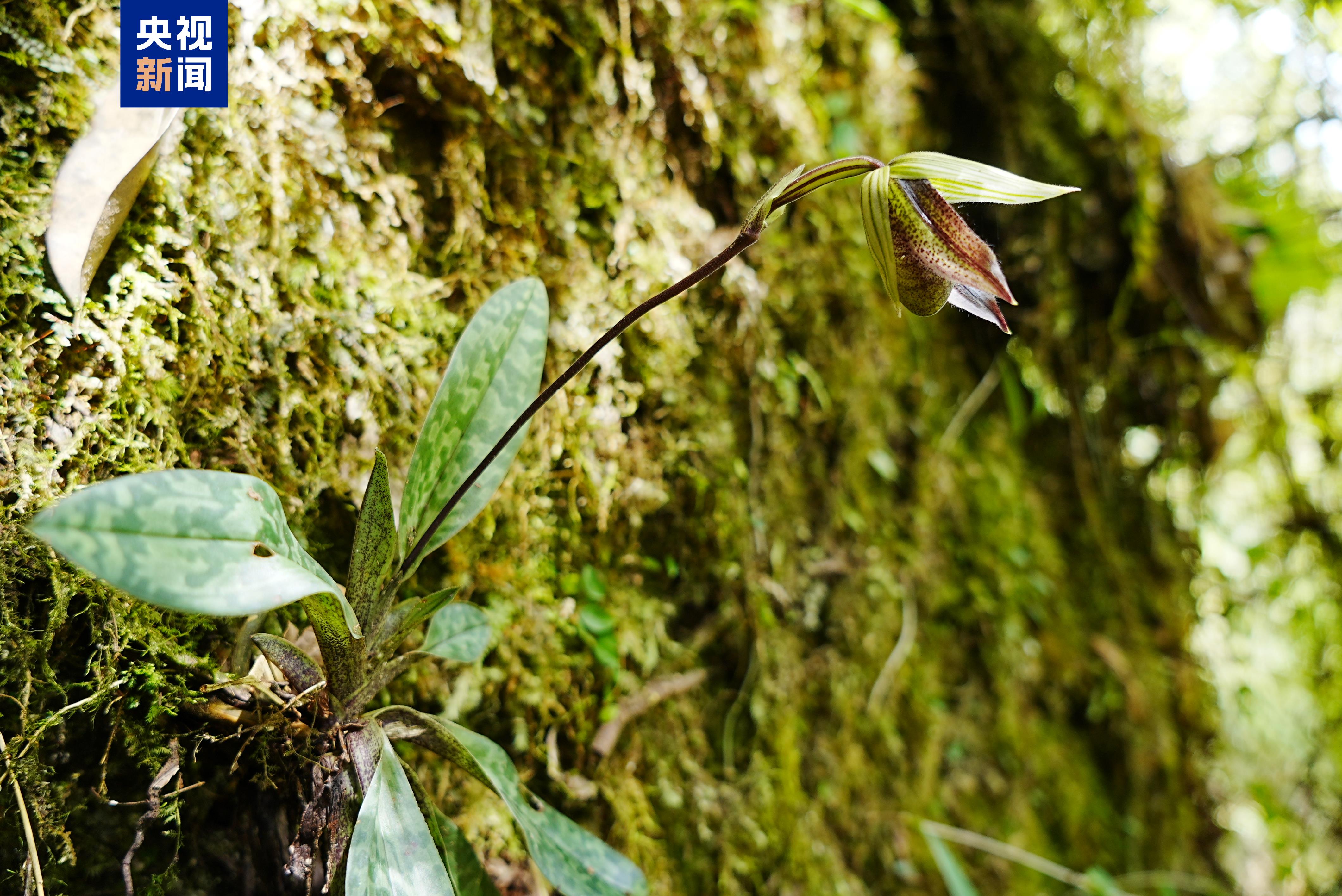 
南京中科研究所黄牛代挂号电话票贩子号贩子网上预约挂号,住院检查加快,云南高黎贡山北段首次发现国家一级保护植物彩云兜兰