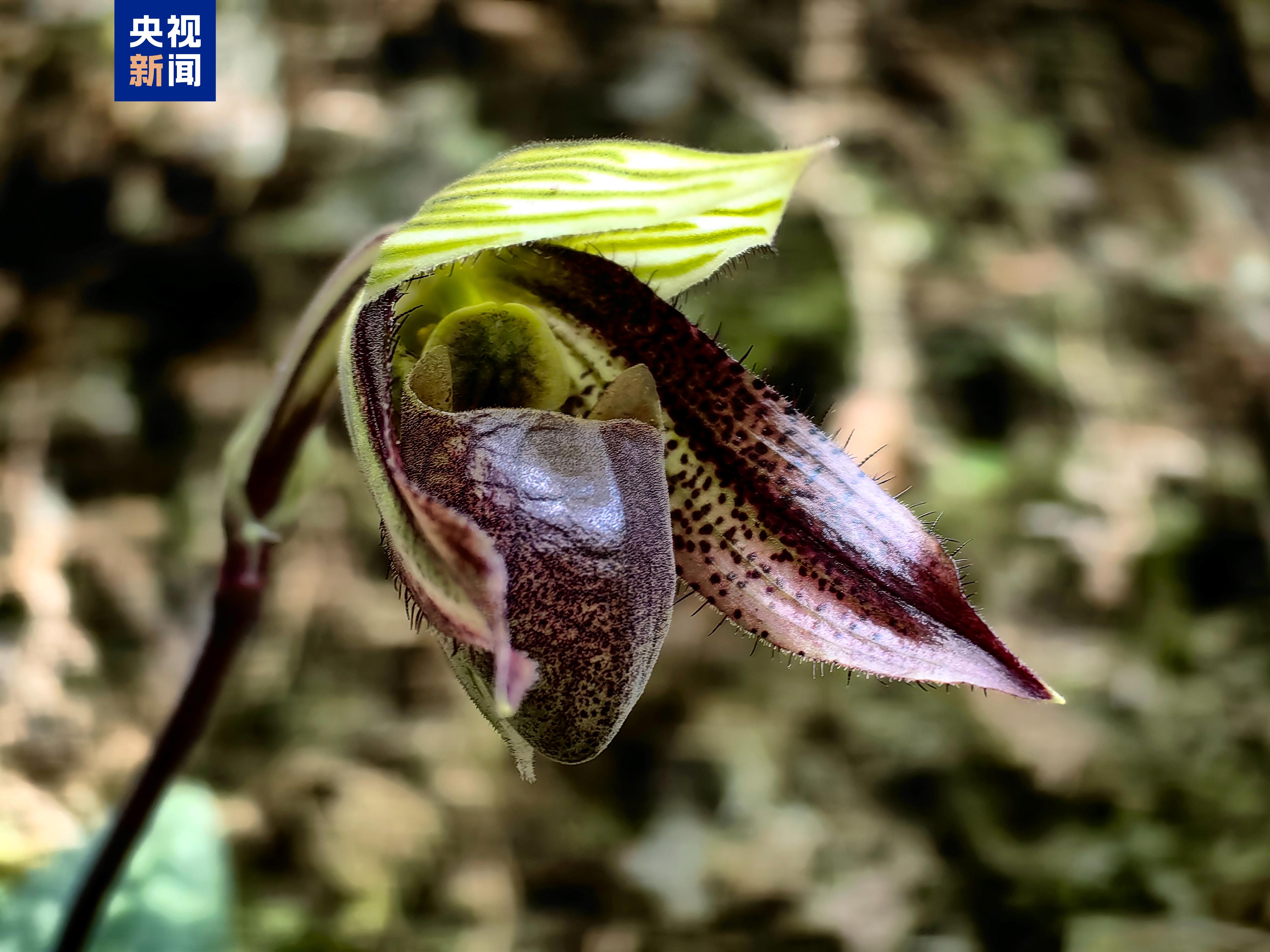 
南京中科研究所黄牛代挂号电话票贩子号贩子网上预约挂号,住院检查加快,云南高黎贡山北段首次发现国家一级保护植物彩云兜兰