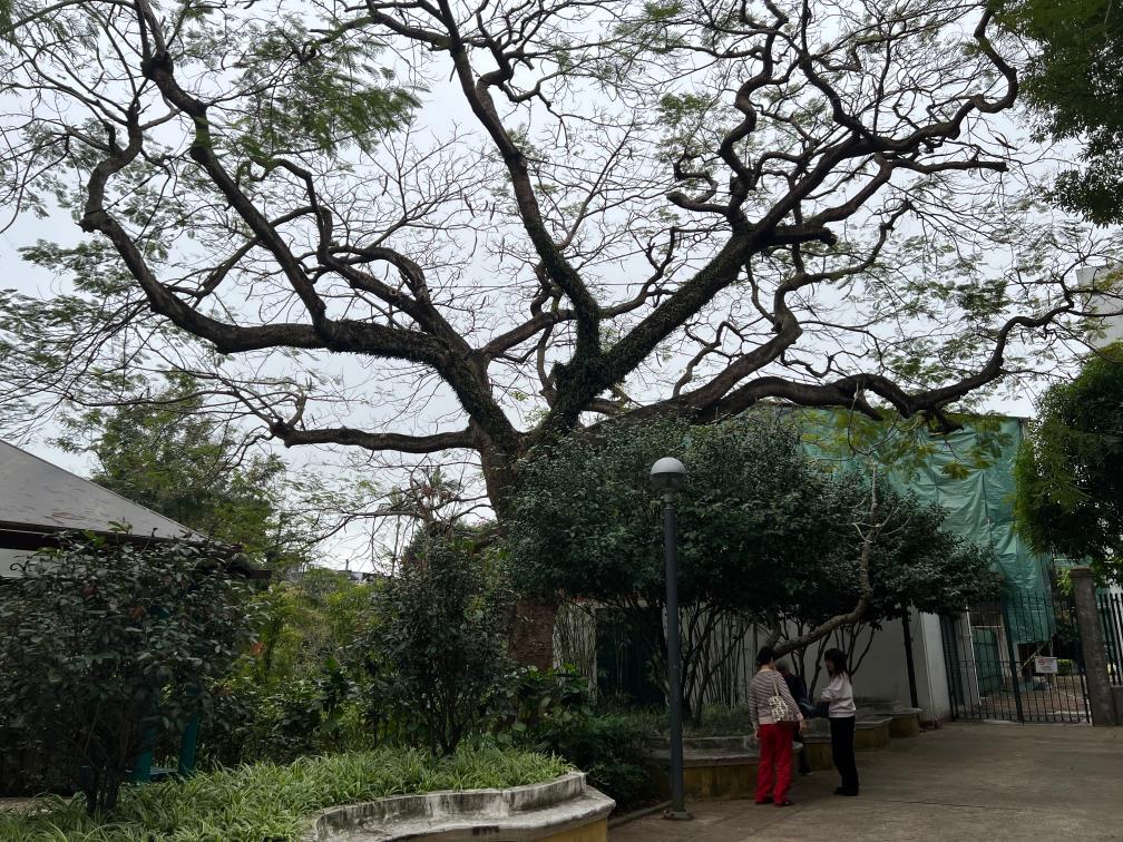 
北京北医六院黄牛号贩子挂号电话守护记忆的枝叶——记澳门古树及其保育工作者
