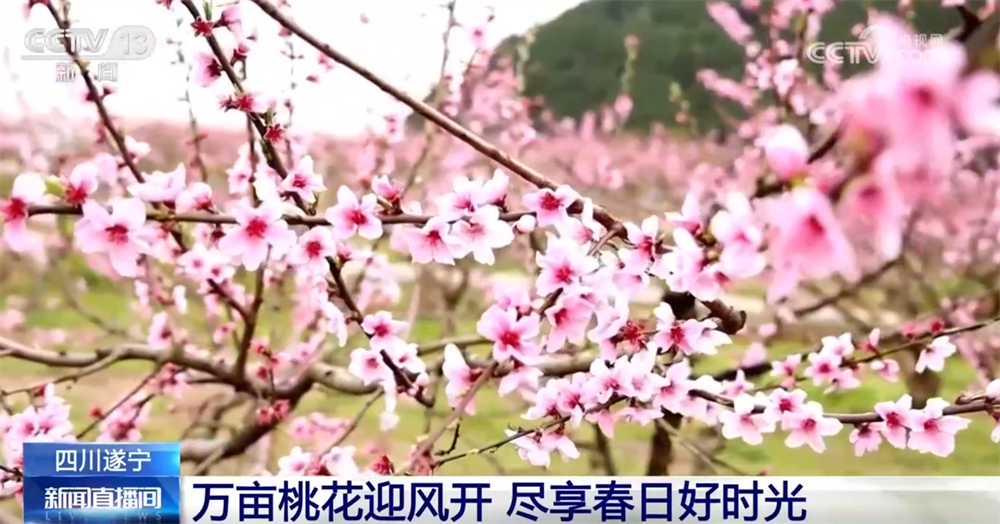 
西安西京医院黄牛代挂号电话票贩子号贩子网上预约挂号,住院检查加快,“花样经济”带动乡村旅游全产业链发展 春日文旅市场勾勒“好花常开”画卷
