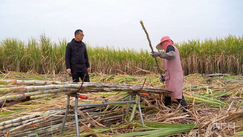 
上海仁济医院黄牛代挂号电话票贩子号贩子网上预约挂号,住院检查加快,【牢记嘱托·看见美好中国】让乡亲们的生活像甘蔗一样甜蜜