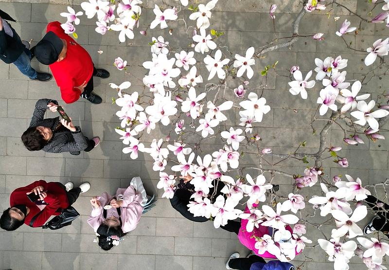 
上海第十人民医院黄牛代挂号电话票贩子号贩子网上预约挂号,住院检查加快,文化中国行·文博日历丨早春玉兰开 一起到全国古迹去追花（附打卡攻略）
