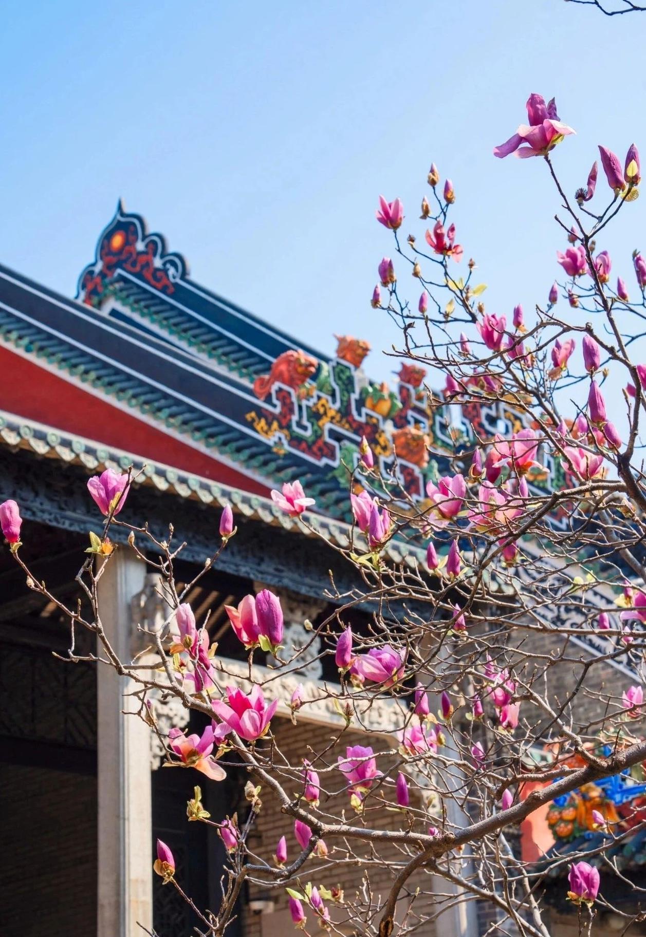 
上海第十人民医院黄牛代挂号电话票贩子号贩子网上预约挂号,住院检查加快,文化中国行·文博日历丨早春玉兰开 一起到全国古迹去追花（附打卡攻略）