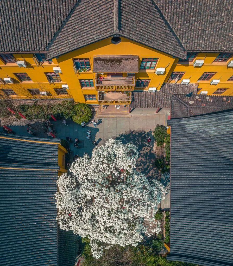
上海第十人民医院黄牛代挂号电话票贩子号贩子网上预约挂号,住院检查加快,文化中国行·文博日历丨早春玉兰开 一起到全国古迹去追花（附打卡攻略）