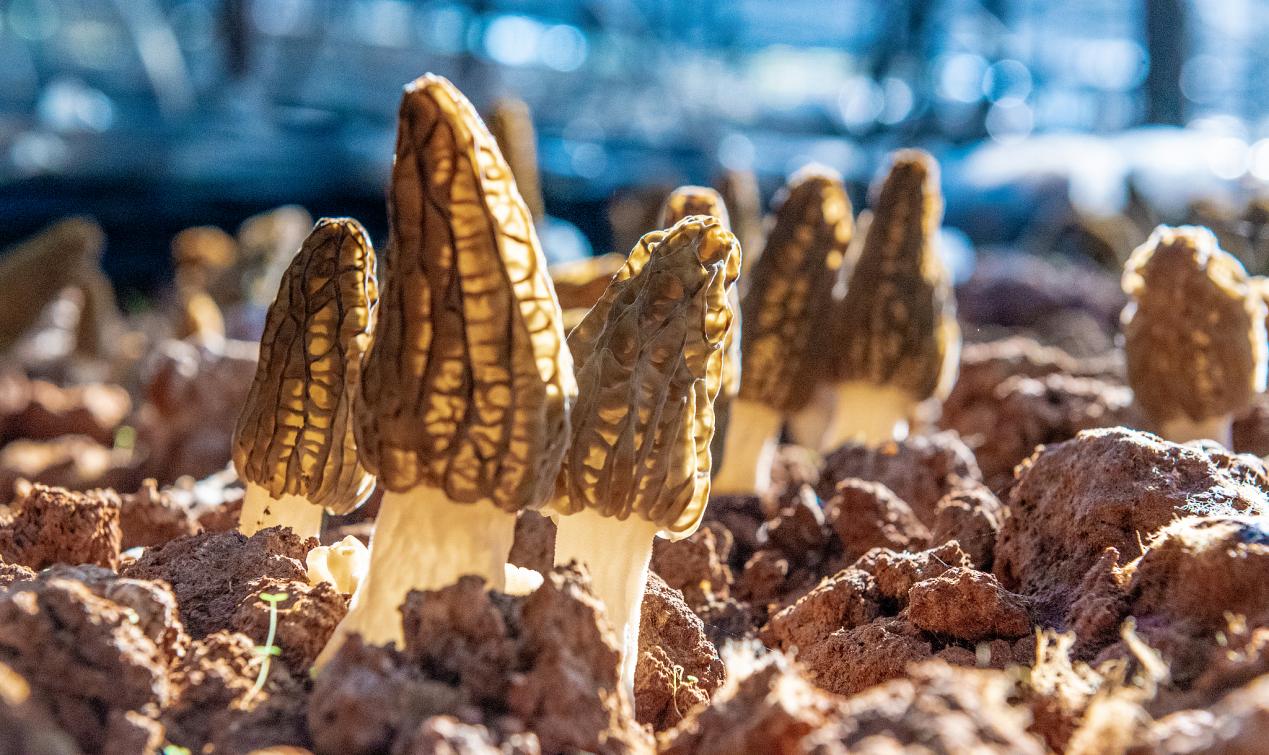 
湖南中医附一医院黄牛代挂号电话票贩子号贩子网上预约挂号,住院检查加快,你好，彩云之南