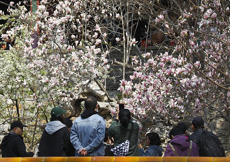 
上海第十人民医院黄牛代挂号电话票贩子号贩子网上预约挂号,住院检查加快,文化中国行·文博日历丨早春玉兰开 一起到全国古迹去追花（附打卡攻略）