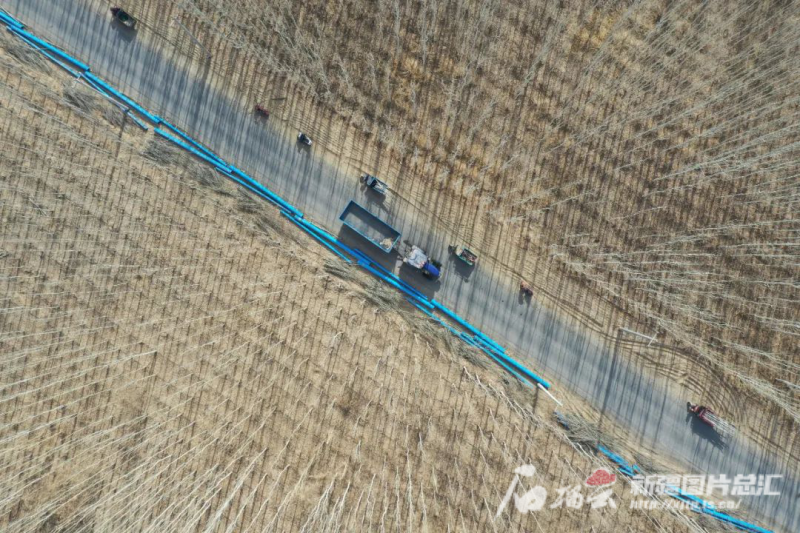 
北京西苑医院黄牛代挂号电话票贩子号贩子网上预约挂号,住院检查加快,不负好春光 添绿正当时——南疆各地掀起植树造林热潮