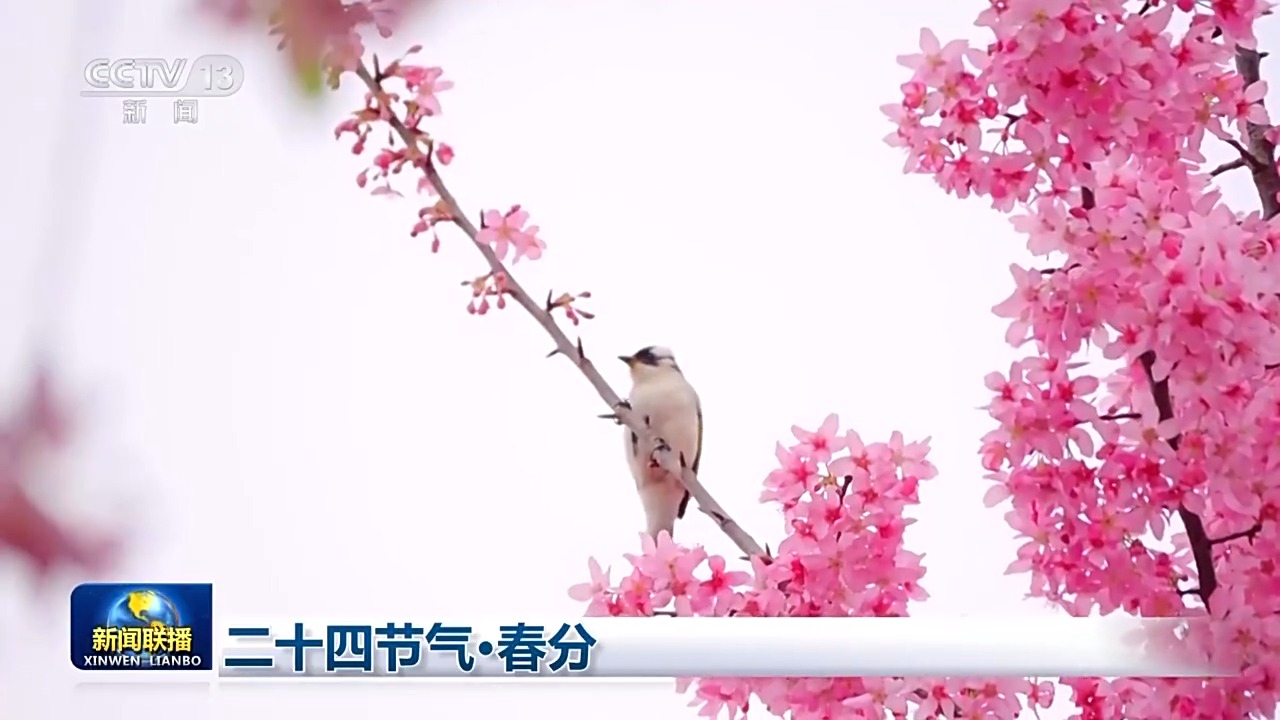 
陕西省中医医院黄牛号贩子挂号电话文化中国行丨二十四节气·春分 最是人间好时节
