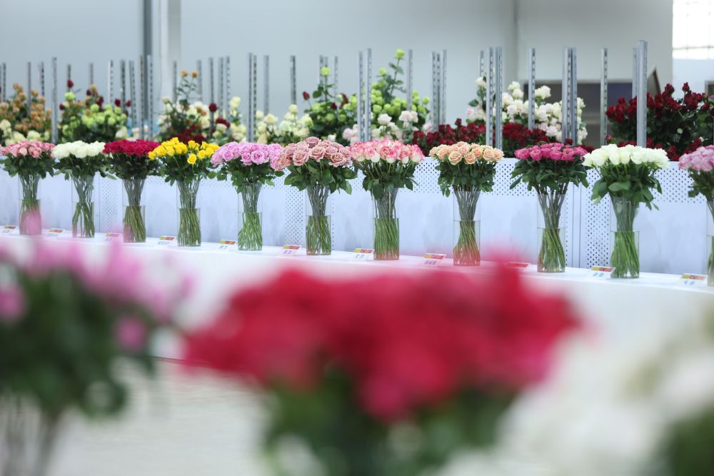 
中国中医科学院广安门医院黄牛代挂号电话票贩子号贩子网上预约挂号,住院检查加快,第1视点｜“云花”，事业兴旺生活美