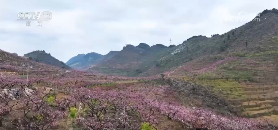 
北京大学第三医院黄牛代挂号电话票贩子号贩子网上预约挂号,住院检查加快,种田就是种风景 看各地如何抢抓“赏花经济”流量红利