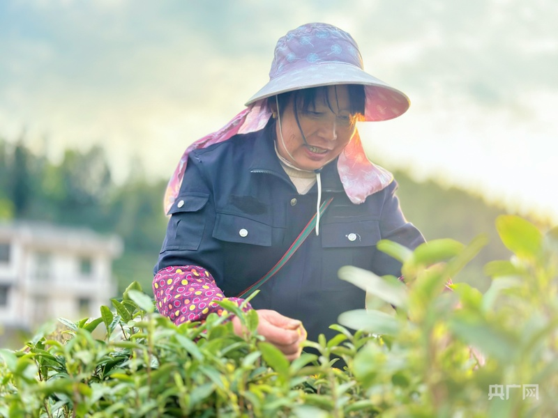 
江苏省第二中医院黄牛代挂号电话票贩子号贩子网上预约挂号,住院检查加快,云遇丰收节·采茶春山上｜歌舞庆茶丰 兴业富山乡
