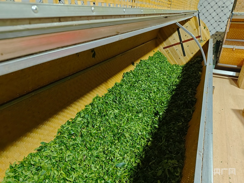 
江苏省第二中医院黄牛代挂号电话票贩子号贩子网上预约挂号,住院检查加快,云遇丰收节·采茶春山上｜歌舞庆茶丰 兴业富山乡