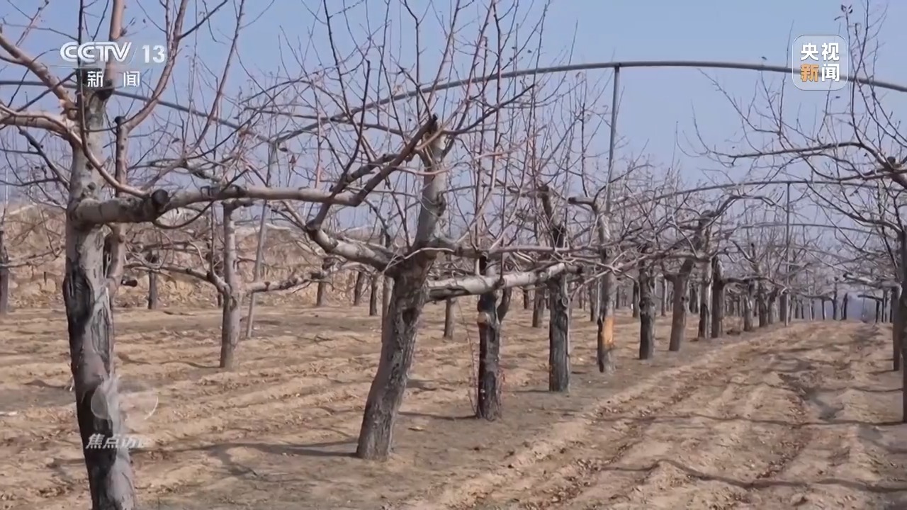 
北京北大口腔医院黄牛代挂号电话票贩子号贩子网上预约挂号,住院检查加快,焦点访谈丨卖产品→卖品牌 看延安如何把苹果树变成“摇钱树”