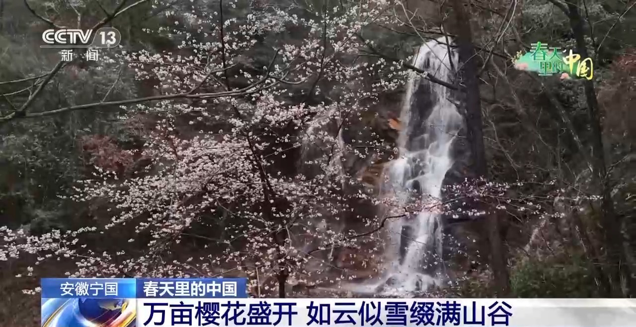 
上海肺科医院黄牛代挂号电话票贩子号贩子网上预约挂号,住院检查加快,春花烂漫 万象“耕”新！春天里的中国活力满满