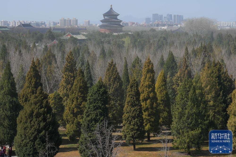 
北京鼓楼医院孙凌云黄牛代挂号电话票贩子号贩子网上预约挂号,住院检查加快,焦点｜涕泪横流，都是柏树惹的“祸”？