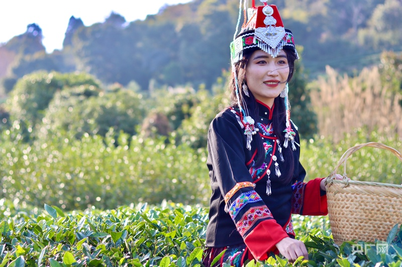 
江苏省第二中医院黄牛代挂号电话票贩子号贩子网上预约挂号,住院检查加快,云遇丰收节·采茶春山上｜歌舞庆茶丰 兴业富山乡