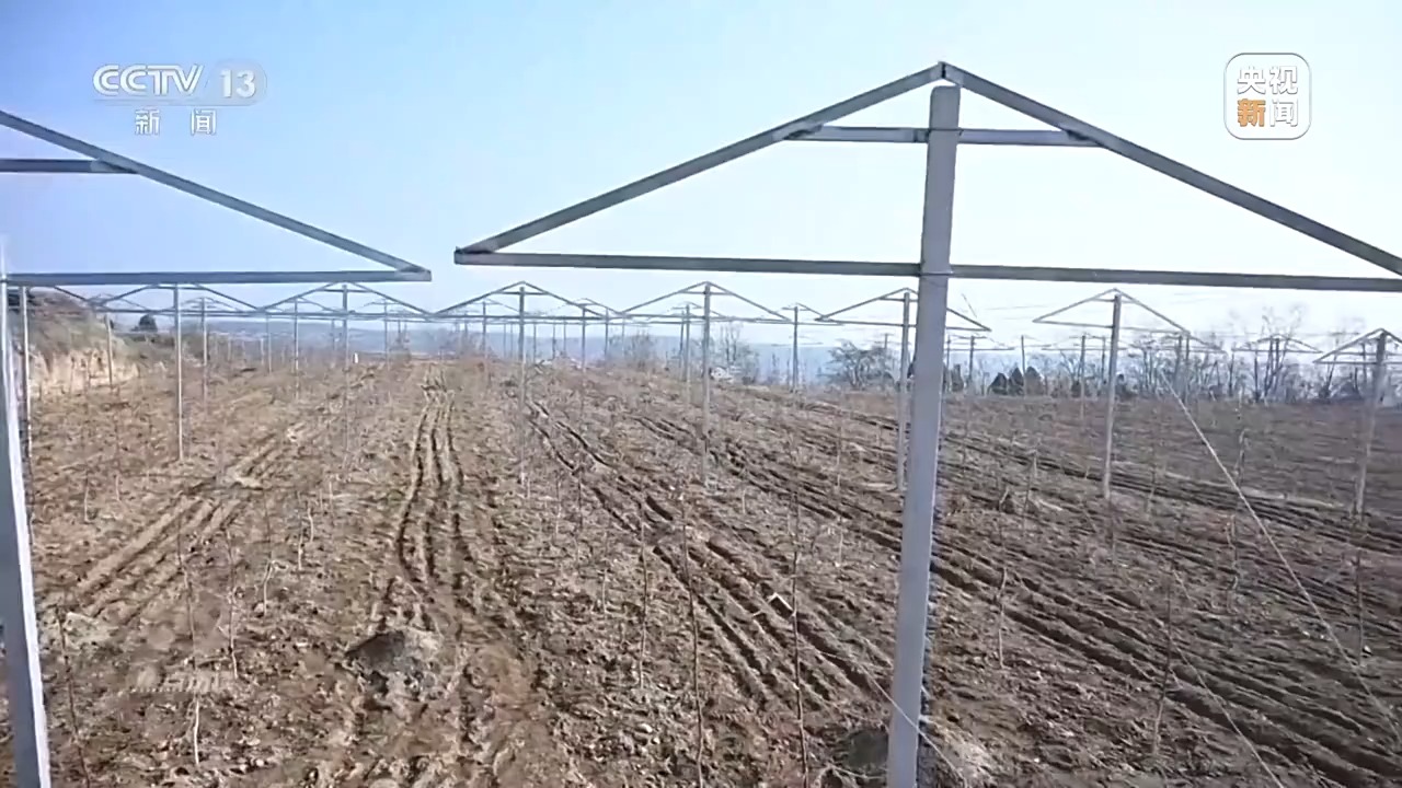 
北京北大口腔医院黄牛代挂号电话票贩子号贩子网上预约挂号,住院检查加快,焦点访谈丨卖产品→卖品牌 看延安如何把苹果树变成“摇钱树”