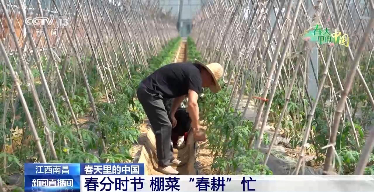 
上海肺科医院黄牛代挂号电话票贩子号贩子网上预约挂号,住院检查加快,春花烂漫 万象“耕”新！春天里的中国活力满满