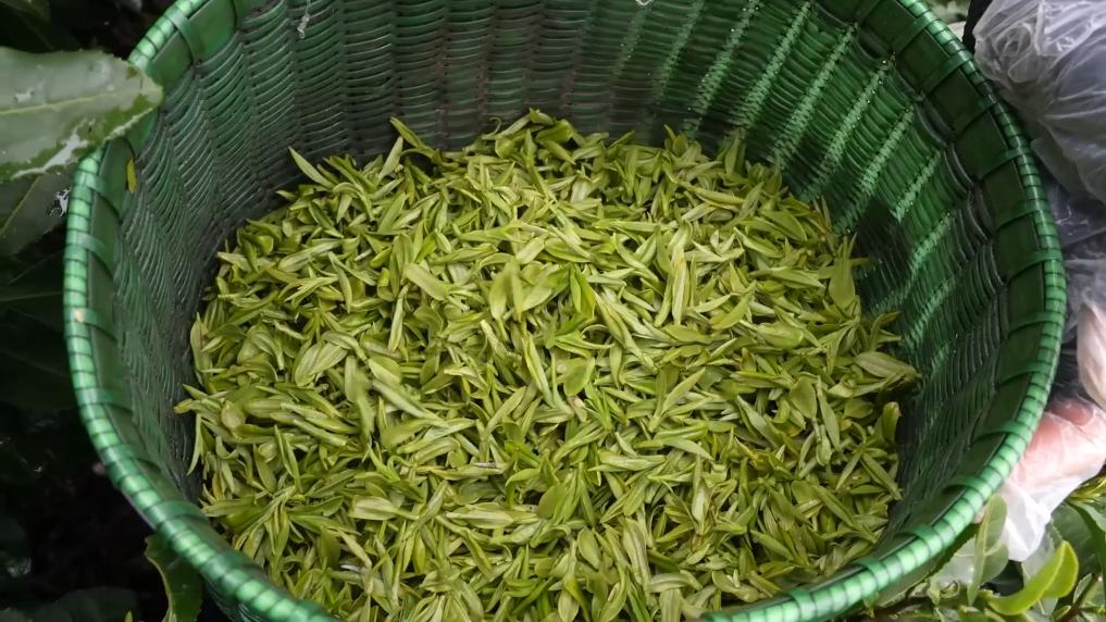 
北京八大处整形医院黄牛代挂号电话票贩子号贩子网上预约挂号,住院检查加快,新华视点丨春天里 听一首乡村振兴交响曲