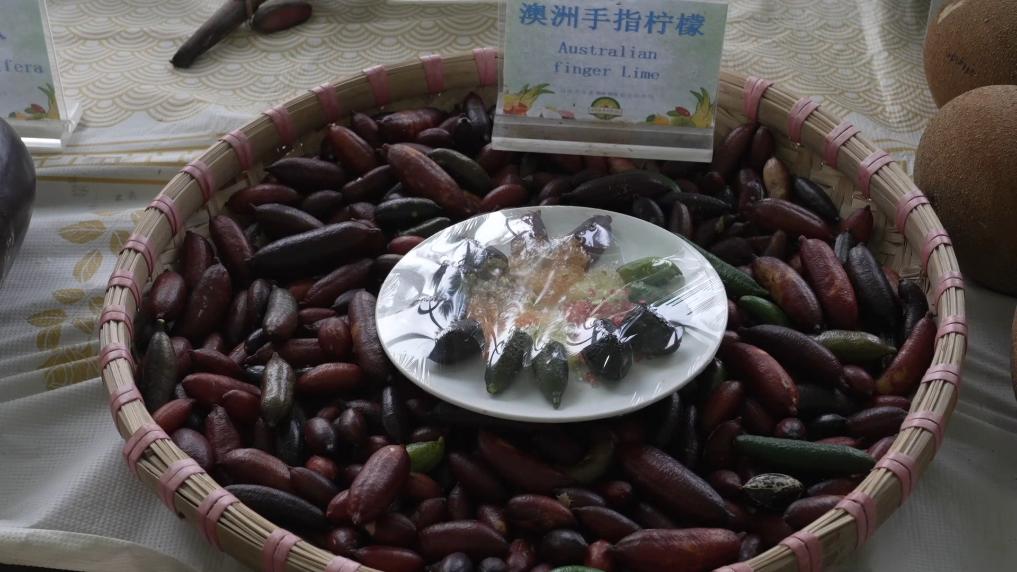 
北京八大处整形医院黄牛代挂号电话票贩子号贩子网上预约挂号,住院检查加快,新华视点丨春天里 听一首乡村振兴交响曲