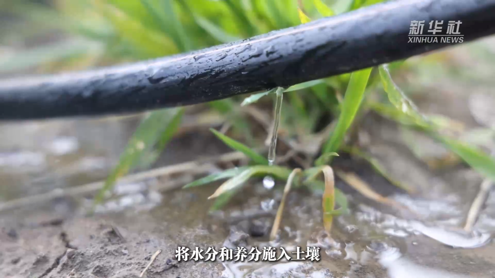 
广州肿瘤医院黄牛代挂号电话票贩子号贩子网上预约挂号,住院检查加快,智慧灌溉、水肥一体——看农业生产中的节水“妙招”