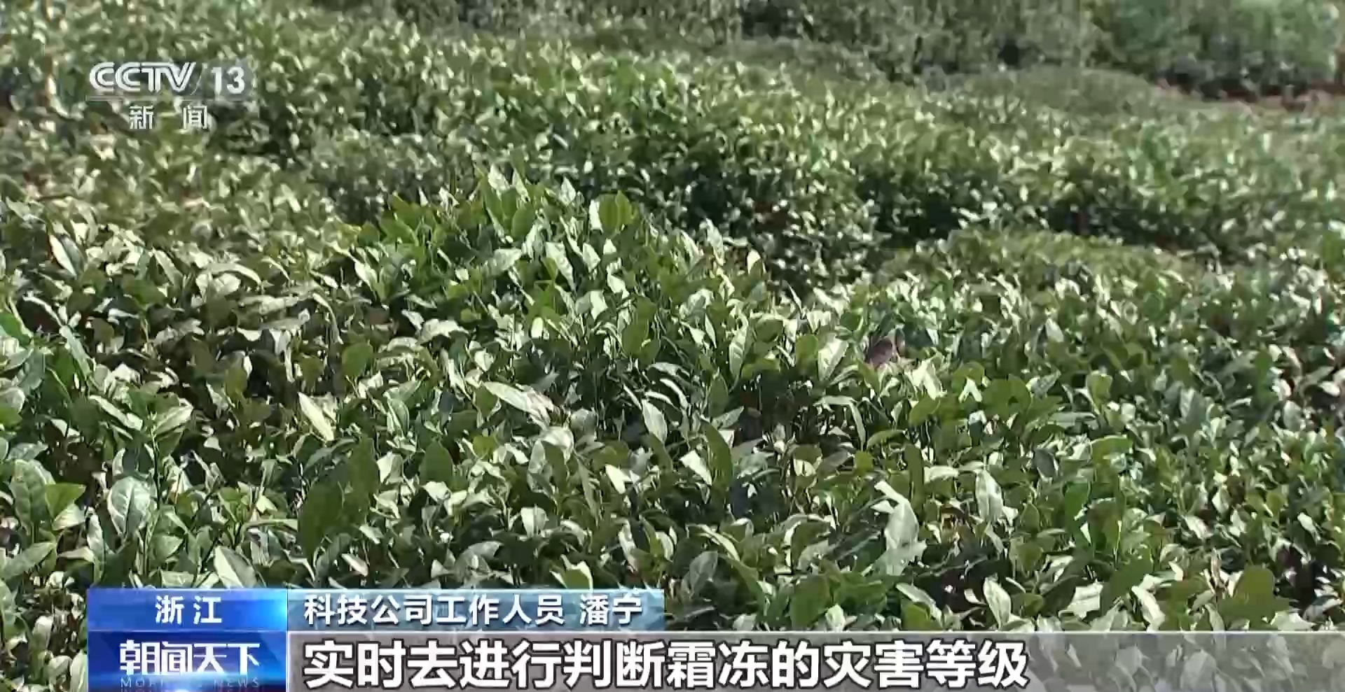 
上海瑞金医院黄牛代挂号电话票贩子号贩子网上预约挂号,住院检查加快,多地春茶开启采摘热潮 茶园“智慧大脑”增添科技范儿