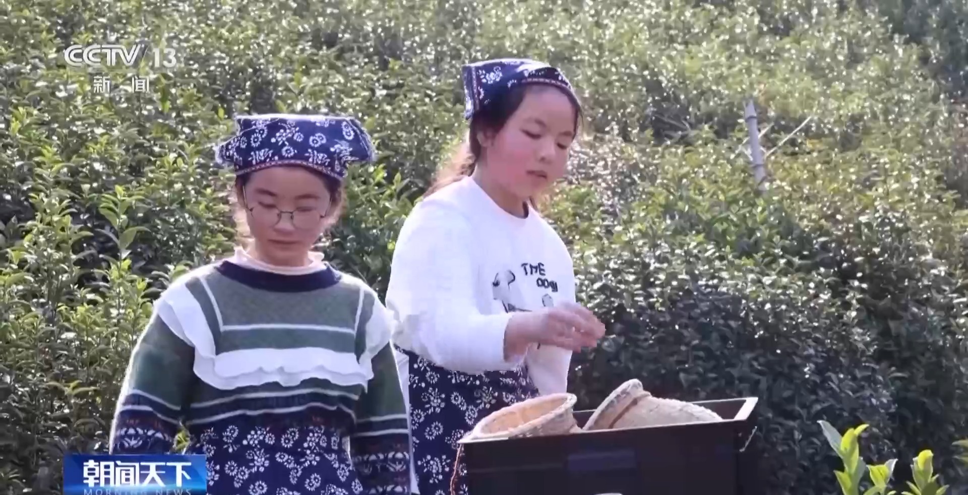
上海瑞金医院黄牛代挂号电话票贩子号贩子网上预约挂号,住院检查加快,多地春茶开启采摘热潮 茶园“智慧大脑”增添科技范儿