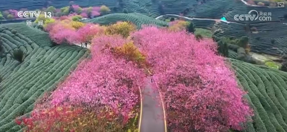 
北京鼓楼医院孙凌云黄牛代挂号电话票贩子号贩子网上预约挂号,住院检查加快,“冰雪+”“茶旅+”邂逅春日经济 创新玩法释放消费“新”活力