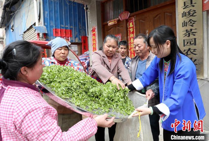 
杭州西溪医院黄牛代挂号电话票贩子号贩子网上预约挂号,住院检查加快,（乡村行·看振兴）广西三江侗乡：一片绿叶托起富民“金饭碗”