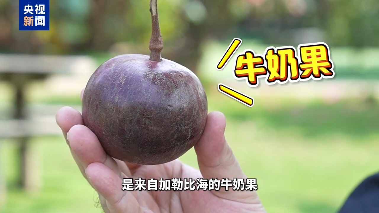 
北京朝阳医院黄牛代挂号电话票贩子号贩子网上预约挂号,住院检查加快,博鳌有新知丨黄晶果、牛奶果……来“世界热带水果之窗”品尝水果盛宴！