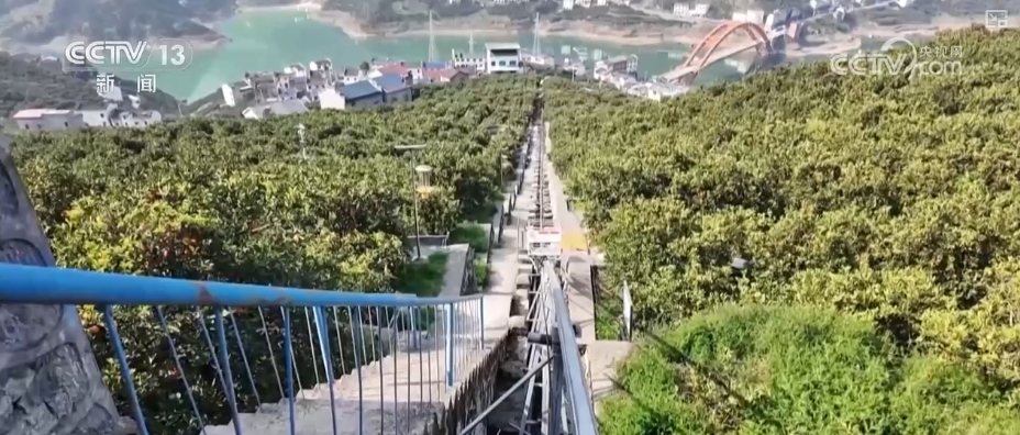 
江苏省中医院黄牛代挂号电话票贩子号贩子网上预约挂号,住院检查加快,坐“火车”乘“飞机” 科技赋能脐橙“跑”上公路出山