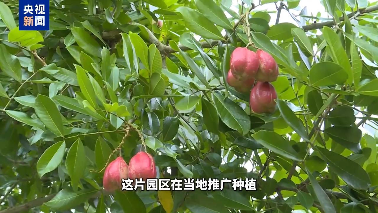 
北京朝阳医院黄牛代挂号电话票贩子号贩子网上预约挂号,住院检查加快,博鳌有新知丨黄晶果、牛奶果……来“世界热带水果之窗”品尝水果盛宴！