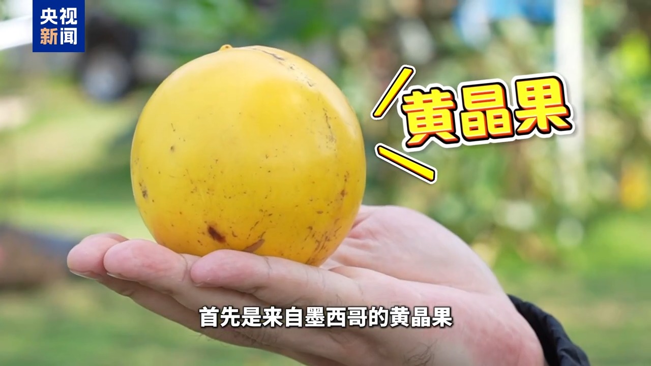 
北京朝阳医院黄牛代挂号电话票贩子号贩子网上预约挂号,住院检查加快,博鳌有新知丨黄晶果、牛奶果……来“世界热带水果之窗”品尝水果盛宴！
