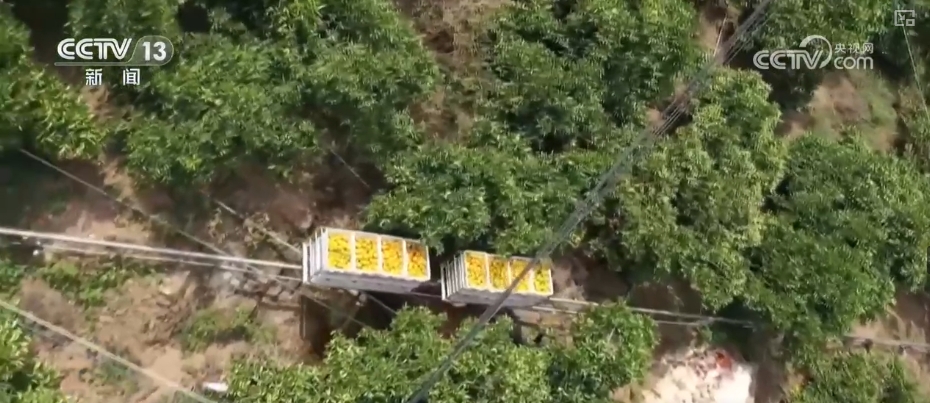 
江苏省中医院黄牛代挂号电话票贩子号贩子网上预约挂号,住院检查加快,坐“火车”乘“飞机” 科技赋能脐橙“跑”上公路出山